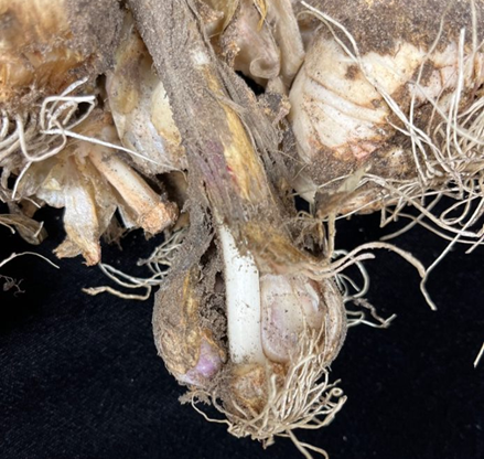 A garlic plant showing root rot symptoms.